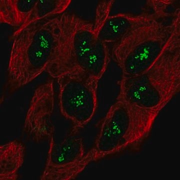 Anti-CNTNAP5 antibody produced in rabbit Prestige Antibodies&#174; Powered by Atlas Antibodies, affinity isolated antibody