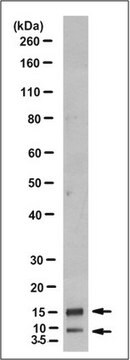 Anti-PTHrP Antibody, clone 4C4.1 clone 4C4.1, from mouse