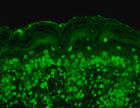 Monoclonal Anti-CACNB2 antibody produced in mouse clone S8B-1, 1&#160;mg/mL, purified immunoglobulin