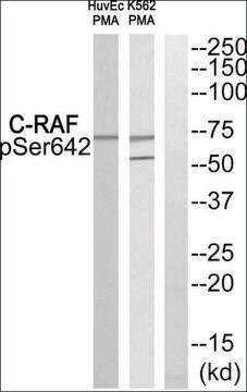 Anti-phospho-C-RAF (pSer642) antibody produced in rabbit affinity isolated antibody