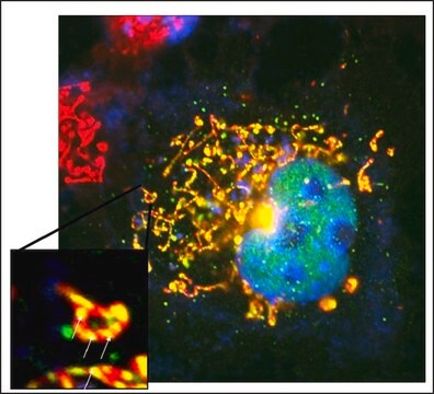 Anti-ARTS antibody, Mouse monoclonal clone ARTS51, purified from hybridoma cell culture