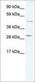 Anti-CASP3 antibody produced in rabbit IgG fraction of antiserum