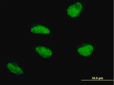 Monoclonal Anti-MSH5 antibody produced in mouse clone 1C11, purified immunoglobulin, buffered aqueous solution