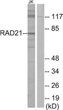 Anti-RAD21 antibody produced in rabbit affinity isolated antibody