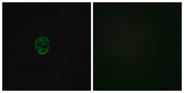 Anti-OR2AE1, C-Terminal antibody produced in rabbit affinity isolated antibody