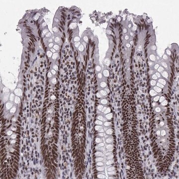 Anti-SNRPB2 antibody produced in rabbit Prestige Antibodies&#174; Powered by Atlas Antibodies, affinity isolated antibody