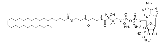 28:0 Coenzyme A Avanti Research&#8482; - A Croda Brand, powder