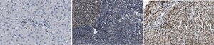Anti-TC PTPase (PTPN2) Antibody, clone 9E9.1 clone 9E9.1, from mouse