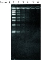 SYBR&#174; Green II RNA gel stain 10,000&#160;× in DMSO