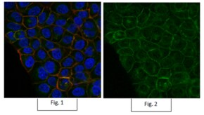 Anti-GLUT-1 Antibody, CT, Alexa Fluor&#8482; 488 Conjugate from rabbit, ALEXA FLUOR&#8482; 488