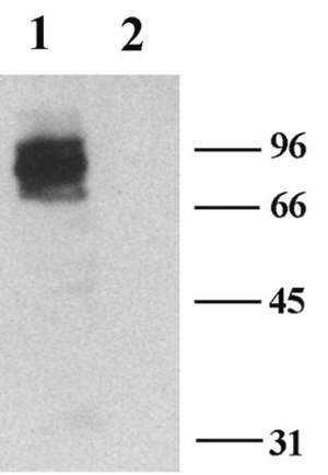 Anti-Potassium Channel Kv1.3 Antibody Chemicon&#174;, from rabbit