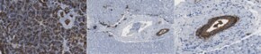 Anti-HPd3 Antibody, clone DHIC5-4D9 clone DHIC5-4D9, from mouse