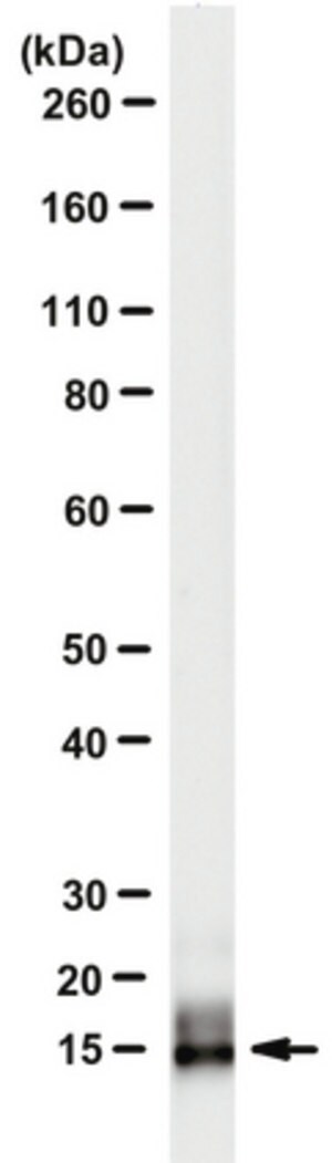 Anti-Neuritin (CPG15) Antibody, clone A6.1 clone A6.1, from mouse