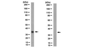 Anti-Inntag 10 (IT10) Antibody, clone IT10 clone IT10-1, from mouse