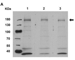 Anti-nitrated Hsp90 Antibody, clone 44.23 clone 44.23, from mouse