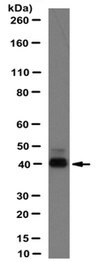 Anti-HuC/HuD Antibody, clone 15A7.1 clone 15A7.1, from mouse