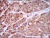 Anti-CCL2 Antibody, clone 2D8 clone 2D8, from mouse