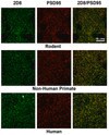Anti-pan-AMPA receptor (GluR1-4), clone 2D8 Antibody clone 2D8, from mouse