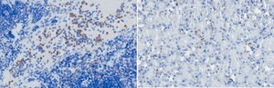 Anti-BST-2 (CD317) Antibody, clone 927 clone 927, from rat