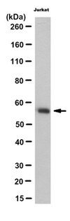 Anti-IMPDH1 Antibody, clone 4F9.1 clone 4F9.1, from mouse