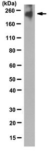 Anti-Muc4 Antibody, clone 8G7 clone 8G7, from mouse