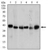 Anti-PPM1A, clone 7F12 Antibody clone 7F12, from mouse