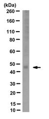 Anti- GABAA Antibody &#947;2 Subunit, clone KC4-8A7 clone KC4-8A7, from mouse