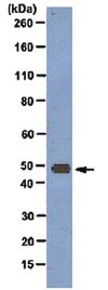 Anti-DRD4 Antibody, clone 2B9 clone 2B9, from mouse