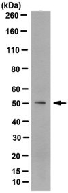 Anti-MKK7/SKK4 Antibody, clone 3F6.5 clone 3F6.5, from mouse