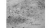 Anti-Prodynorphin (Dynorphin B29) Antibody, clone Dyn9 clone Dyn9, from mouse