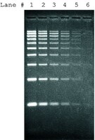 Colorant SYBR&#174; Green&nbsp;I pour acides nucléiques sur gel 10,000&#160;× in DMSO