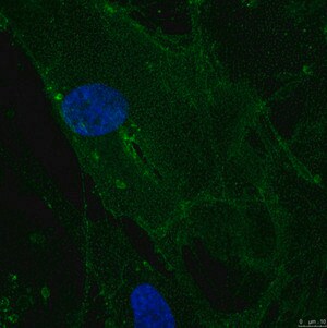 Anticorps anti-intégrine&nbsp;alpha&nbsp;5&nbsp;(CD49e), clone&nbsp;mAb16 clone mAb16, from rat