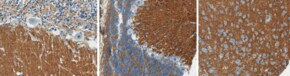 Anti-SNAP-25 Antibody, clone SP14 (Ascites Free) clone SP14, from mouse