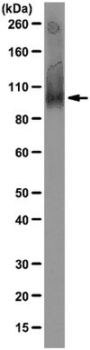 Anti-Slo1 Antibody, clone L6/60 clone L6/60, from mouse