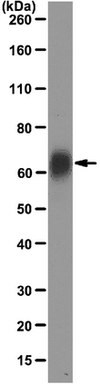 Anti-Potassium Channel Kv1.2 Antibody, clone K14/16 clone K14/16, from mouse