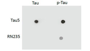 Anti-phospho-Tau (Ser235) Antibody, clone RN235 clone RN235, from mouse
