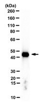 Anti-beta-Actin Antibody, clone 4C2 clone 4C2, from mouse