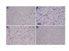 Neurite Outgrowth Assay Kit (3 &#181;m) The NS220 Neurite Outgrowth Assay Kit (3 &#181;m) is based on the use of Millicell cell culture inserts (chambers) containing a permeable membrane with 3-&#956;m pores at the base.