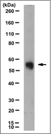 Anti-GLAST Antibody, clone 8C11.1 clone 8C11.1, from mouse