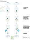 Magna RIP&#174; RNA-Binding Protein Immunoprecipitation Kit RNA Immunoprecipitation (RIP) Kit containing all necessary reagents to perform 12 individual RNA-binding protein immunoprecipitation (RIP) reactions using protein A/G magnetic beads.