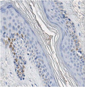Anti-Integrin alpha6 Antibody, clone 6H7.1 clone 6H7.1, from mouse