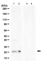 Anti-phospho-Caveolin-1 (Ser37) from rabbit, purified by affinity chromatography