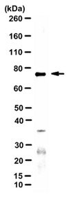 Anti-Calpain I/II, large subunit Antibody, clone 1D10A7 ascites fluid, clone 1D10A7, from mouse