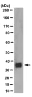 Anticorps anti-synaptophysine, clone&nbsp;SP15 (sans ascite) clone SP15, from mouse