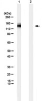 Anti-EGFRvIII mutation Antibody, clone L8A4 clone L8A4, from mouse