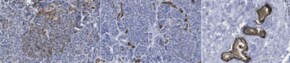 Anti-HPa3 Antibody, clone HIC3-2D12 clone HIC3-2D12, from mouse