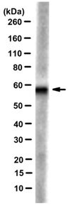 Anti-CYP11B1 Antibody, clone 80-7 clone 80-7, from rat