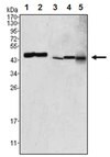 Anti-GOT2, clone 3E9 Antibody ascites fluid, clone 3E9, from mouse