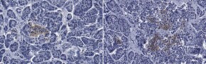 Anti-HPi2 Antibody, clone HIC1-2B4 clone HIC1-2B4, from mouse